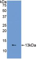 FABP1 / L-FABP Antibody - Western Blot; Sample: Recombinant FABP1, Human.