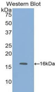 FABP1 / L-FABP Antibody - Western blot of recombinant FABP1 / L-FABP.  This image was taken for the unconjugated form of this product. Other forms have not been tested.