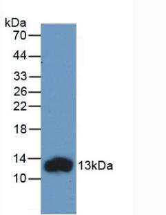 FABP1 / L-FABP Antibody - Western Blot; Sample: Recombinant FABP1, Human.