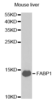 FABP1 / L-FABP Antibody - Western blot analysis of extracts of mouse liver, using FABP1 antibody.