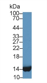 FABP1 / L-FABP Antibody - Western Blot; Sample: Human Liver lysate; Primary Ab: 600 Mouse Anti-Human FABP1 Antibody Second Ab: 0.2µg/mL HRP-Linked Caprine Anti-Mouse IgG Polyclonal Antibody