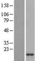 FABP1 / L-FABP Protein - Western validation with an anti-DDK antibody * L: Control HEK293 lysate R: Over-expression lysate