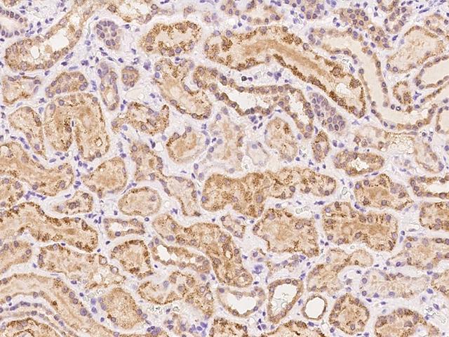 FABP12 Antibody - Immunochemical staining of human FABP12 in human kidney with rabbit polyclonal antibody at 1:100 dilution, formalin-fixed paraffin embedded sections.