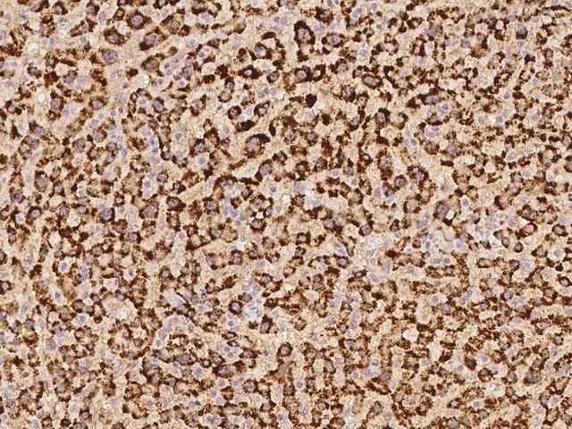 FABP12 Antibody - Immunochemical staining of human FABP12 in human liver with rabbit polyclonal antibody at 1:100 dilution, formalin-fixed paraffin embedded sections.