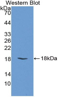 FABP3 / H-FABP Antibody - Western blot of recombinant FABP3 / H-FABP.