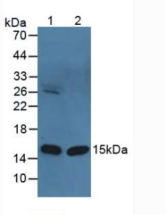 FABP3 / H-FABP Antibody - Western Blot; Sample: Lane1: Bovine Heart Tissue; Lane2: Mouse Heart Tissue.