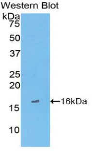 FABP3 / H-FABP Antibody - Western blot of recombinant FABP3 / H-FABP.  This image was taken for the unconjugated form of this product. Other forms have not been tested.