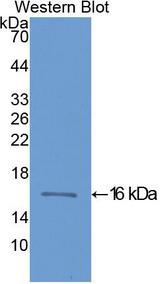 FABP3 / H-FABP Antibody