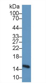 FABP3 / H-FABP Antibody