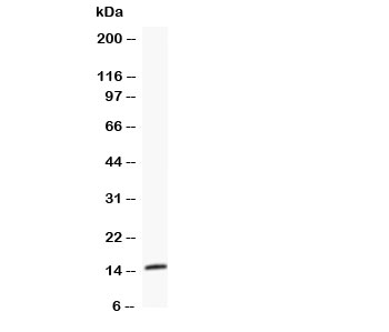 FABP3 / H-FABP Antibody - Western blot testing of FABP3 antibody and HeLa lysate; Predicted size: 15KD; Observed size: 15KD