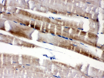 FABP3 / H-FABP Antibody - IHC-P: FABP3 antibody testing of mouse skeletal muscle tissue