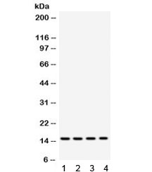 FABP3 / H-FABP Antibody - Western blot testing of 1) rat liver, 2) mouse heart, 3) human HeLa and 4) MCF7 lysate with FABP3 antibody. Predicted/observed molecular weight: ~15kDa.
