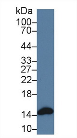 FABP3 / H-FABP Antibody - Western Blot; Sample: Mouse Heart lysate; Primary Ab: 3µg/ml Rabbit Anti-Porcine FABP3 Antibody Second Ab: 0.2µg/mL HRP-Linked Caprine Anti-Rabbit IgG Polyclonal Antibody