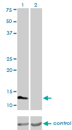 FABP3 / H-FABP Antibody - Western blot analysis of FABP3 over-expressed 293 cell line, cotransfected with FABP3 Validated Chimera RNAi (Lane 2) or non-transfected control (Lane 1). Blot probed with FABP3 monoclonal antibody (M01), clone 4F6-1D6 . GAPDH ( 36.1 kDa ) used as specificity and loading control.