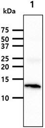 FABP3 / H-FABP Antibody - The tissue lysate (40ug) were resolved by SDS-PAGE, transferred to PVDF membrane and probed with anti-human FABP3 antibody (1:1000). Proteins were visualized using a goat anti-mouse secondary antibody conjugated to HRP and an ECL detection system. Lane 1.: Mouse heart tissue lysate
