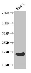 FABP3 / H-FABP Antibody - Western Blot Positive WB detected in: Mouse heart All lanes: FABP3 antibody at 4µg/ml Secondary Goat polyclonal to rabbit IgG at 1/50000 dilution Predicted band size: 15 kDa Observed band size: 15 kDa