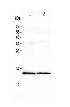 FABP3 / H-FABP Antibody - Western blot - Anti-Cardiac FABP Picoband Antibody