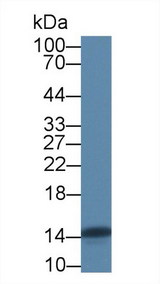 FABP4 / AP2 Antibody - Western Blot; Sample: Rat Heart lysate; Primary Ab: 1µg/ml Rabbit Anti-Gallus FABP4 Antibody Second Ab: 0.2µg/mL HRP-Linked Caprine Anti-Rabbit IgG Polyclonal Antibody (Catalog: SAA544Rb19