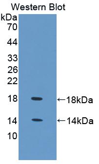 FABP4 / AP2 Antibody - Western blot of FABP4 / AP2 antibody.