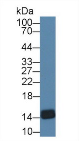 FABP4 / AP2 Antibody - Western Blot; Sample: Gallus Thymus lysate; Primary Ab: 1µg/ml Rabbit Anti-Gallus FABP4 Antibody Second Ab: 0.2µg/mL HRP-Linked Caprine Anti-Rabbit IgG Polyclonal Antibody