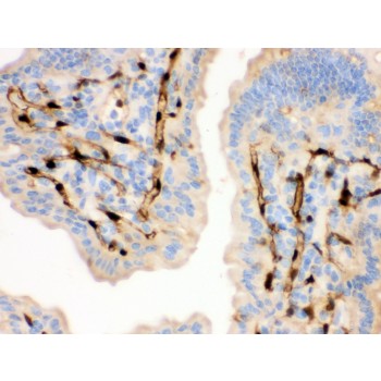 FABP4 / AP2 Antibody - FABP4 antibody IHC-paraffin. IHC(P): Mouse Intestine Tissue.