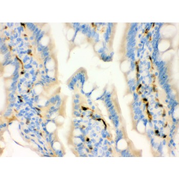 FABP4 / AP2 Antibody - FABP4 antibody IHC-paraffin. IHC(P): Rat Intestine Tissue.