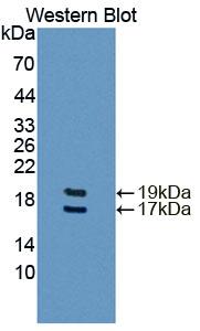 FABP4 / AP2 Antibody - Western Blot; Sample: Recombinant protein.