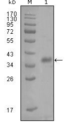 FABP4 / AP2 Antibody - FABP4 Antibody in Western Blot (WB)