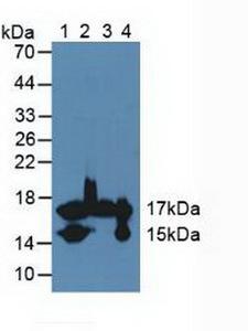 FABP4 / AP2 Antibody - Western Blot; Sample: Lane1: Mouse Heart Tissue; Lane2: Mouse Liver Tissue; Lane3: Mouse Brain Tissue; Lane4: Rat Heart Tissue.