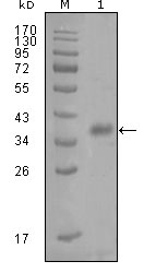 FABP4 / AP2 Antibody - Western blot using FABP4 mouse monoclonal antibody against truncated Trx-FABP4 recombinant protein (1).