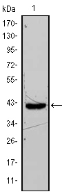 FABP4 / AP2 Antibody - Western blot using FABP4 mouse monoclonal antibody against FABP4-hIgGFc transfected HEK293 cell lysate.