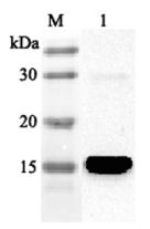 FABP4 / AP2 Antibody - Western blot analysis using anti-FABP4 (human), pAb at 1:2000 dilution. 1: Human FABP4 (His-tagged).