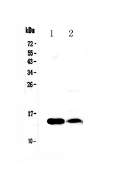 FABP4 / AP2 Antibody - Western blot analysis of FABP4 using anti-FABP4 antibody. Electrophoresis was performed on a 5-20% SDS-PAGE gel at 70V (Stacking gel) / 90V (Resolving gel) for 2-3 hours. The sample well of each lane was loaded with 50ug of sample under reducing conditions. Lane 1: rat cardiac muscle tissue lysate,Lane 2: mouse cardiac muscle tissue lysate. After Electrophoresis, proteins were transferred to a Nitrocellulose membrane at 150mA for 50-90 minutes. Blocked the membrane with 5% Non-fat Milk/ TBS for 1.5 hour at RT. The membrane was incubated with rabbit anti-FABP4 antigen affinity purified polyclonal antibody at 0.5 µg/mL overnight at 4°C, then washed with TBS-0.1% Tween 3 times with 5 minutes each and probed with a goat anti-rabbit IgG-HRP secondary antibody at a dilution of 1:10000 for 1.5 hour at RT. The signal is developed using an Enhanced Chemiluminescent detection (ECL) kit with Tanon 5200 system. A specific band was detected for FABP4 at approximately 15KD. The expected band size for FABP4 is at 15KD.