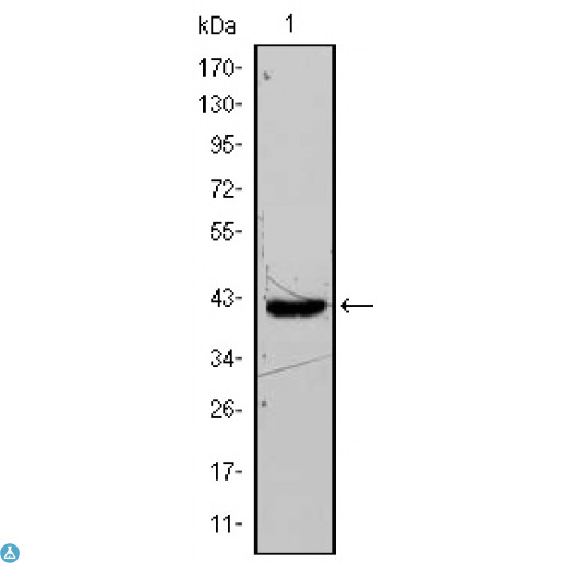 FABP4 / AP2 Antibody - Western Blot (WB) analysis using A-FABP Monoclonal Antibody against FABP4-hIgGFc transfected HEK293 cell lysate.
