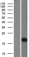 FABP4 / AP2 Protein - Western validation with an anti-DDK antibody * L: Control HEK293 lysate R: Over-expression lysate