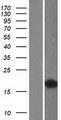 FABP4 / AP2 Protein - Western validation with an anti-DDK antibody * L: Control HEK293 lysate R: Over-expression lysate