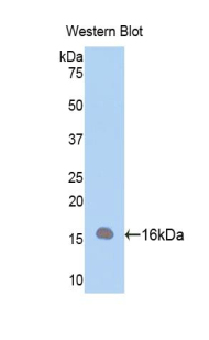 FABP7 / BLBP / MRG Antibody - Western blot of recombinant FABP7 / BLBP / MRG.  This image was taken for the unconjugated form of this product. Other forms have not been tested.