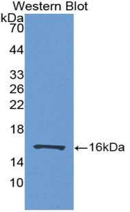 FABP7 / BLBP / MRG Antibody - Western Blot; Sample: Recombinant FABP7, Human.