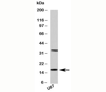 FABP7 / BLBP / MRG Antibody - Western blot testing of human samples with FABP7 antibody at 2 ug/ml. U87 is a human glioma tumor cell line.