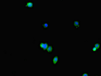 FABP7 / BLBP / MRG Antibody - Immunofluorescent analysis of HepG2 cells diluted at 1:100 and Alexa Fluor 488-congugated AffiniPure Goat Anti-Rabbit IgG(H+L)