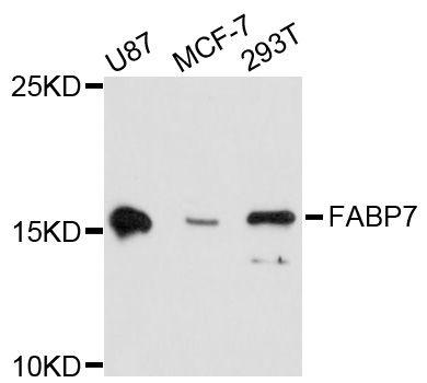 FABP7 / BLBP / MRG Antibody - Western blot analysis of extracts of various cell lines, using FABP7 antibody at 1:3000 dilution. The secondary antibody used was an HRP Goat Anti-Rabbit IgG (H+L) at 1:10000 dilution. Lysates were loaded 25ug per lane and 3% nonfat dry milk in TBST was used for blocking. An ECL Kit was used for detection and the exposure time was 90s.