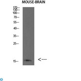 FABP7 / BLBP / MRG Antibody - Western blot analysis of mouse brain lysate, antibody was diluted at 500. Secondary antibody was diluted at 1:20000.