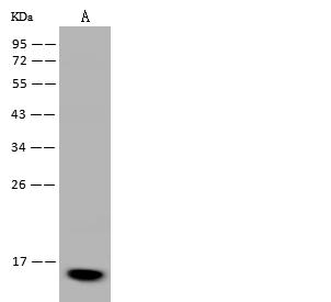 FABP7 / BLBP / MRG Antibody - Anti-FABP7 rabbit polyclonal antibody at 1:500 dilution. Lane A: U-251 MG Whole Cell Lysate. Lysates/proteins at 30 ug per lane. Secondary: Goat Anti-Rabbit IgG (H+L)/HRP at 1/10000 dilution. Developed using the ECL technique. Performed under reducing conditions. Predicted band size: 15 kDa. Observed band size: 15 kDa.