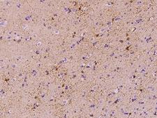 FABP7 / BLBP / MRG Antibody - Immunochemical staining of human FABP7 in human brain with rabbit polyclonal antibody at 1:5000 dilution, formalin-fixed paraffin embedded sections.