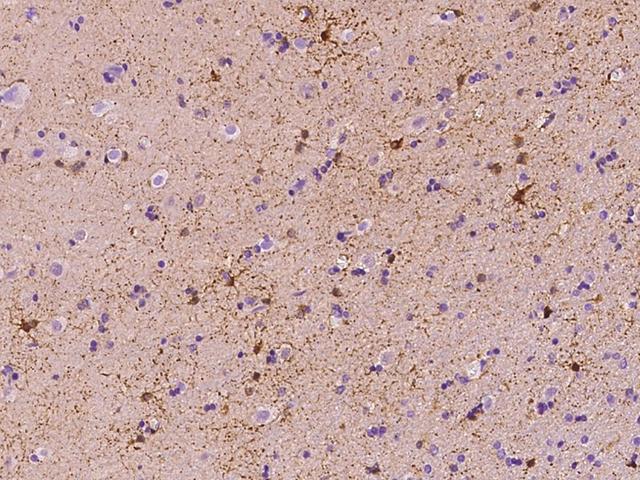 FABP7 / BLBP / MRG Antibody - Immunochemical staining of human FABP7 in human brain with rabbit polyclonal antibody at 1:5000 dilution, formalin-fixed paraffin embedded sections.