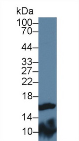 FABP9 / Lipid-Binding Protein Antibody - Western Blot; Sample: Mouse Testis lysate; Primary Ab: 3µg/ml Rabbit Anti-Rat FABP9 Antibody Second Ab: 0.2µg/mL HRP-Linked Caprine Anti-Rabbit IgG Polyclonal Antibody