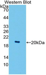 FABP9 / Lipid-Binding Protein Antibody - Western blot of FABP9 / Lipid-Binding Protein antibody.