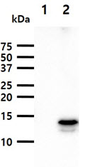 FABP9 / Lipid-Binding Protein Antibody - The cell lysates (40ug) were resolved by SDS-PAGE, transferred to PVDF membrane and probed with anti-human FABP9 antibody (1:1000). Proteins were visualized using a goat anti-mouse secondary antibody conjugated to HRP and an ECL detection system. Lane 1.: 293T cell lysate Lane 2.: FABP9 transfected 293T cell lysate