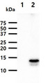 FABP9 / Lipid-Binding Protein Antibody - The cell lysates (40ug) were resolved by SDS-PAGE, transferred to PVDF membrane and probed with anti-human FABP9 antibody (1:1000). Proteins were visualized using a goat anti-mouse secondary antibody conjugated to HRP and an ECL detection system. Lane 1.: 293T cell lysate Lane 2.: FABP9 transfected 293T cell lysate
