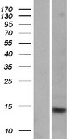 FABP9 / Lipid-Binding Protein Protein - Western validation with an anti-DDK antibody * L: Control HEK293 lysate R: Over-expression lysate